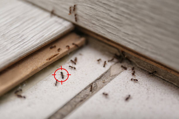 Best Pest Removal Services  in Coon Rapids, IA