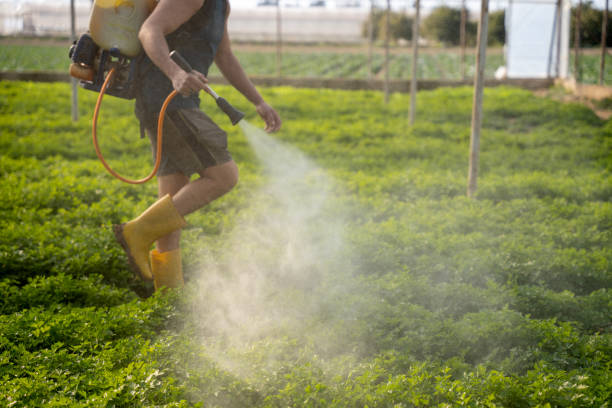 Best Wasp Removal Services  in Coon Rapids, IA