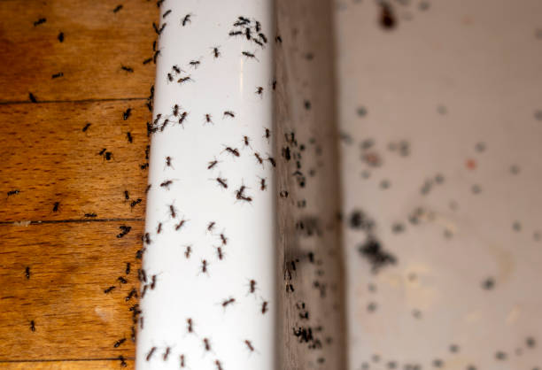 Best Pest Control for Businesses  in Coon Rapids, IA