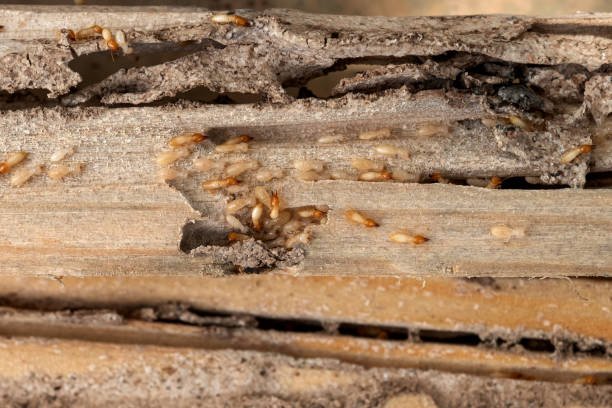 Best Local Pest Control Services  in Coon Rapids, IA