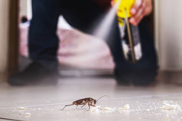 Best Wasp Removal Services  in Coon Rapids, IA